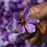 Hand holding a purple saffron crocus flower with red saffron stigmas, Pampore, Kashmir